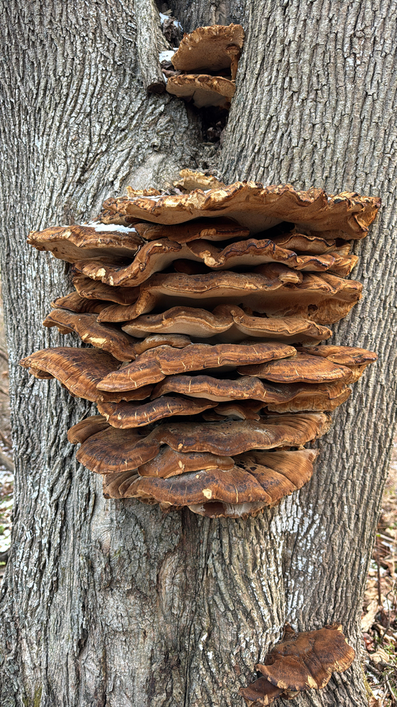 Ischnoderma resinosum · January 2026 · photo: © rpburkert (iNaturalist, cc-by-nc)
