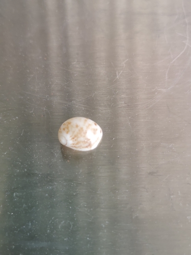 Mammilla simiae observed 2026-02-20