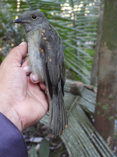 Cinereous Mourner (Laniocera hypopyrra), photo 3