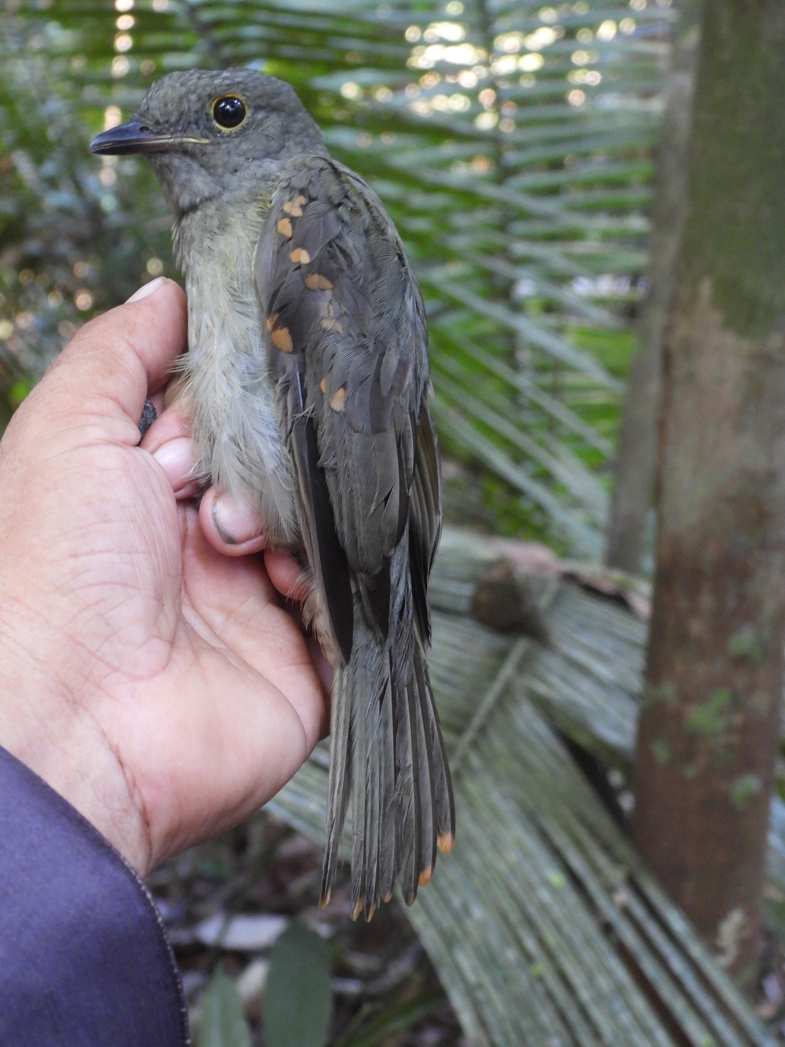 Cinereous Mourner (Laniocera hypopyrra), photo 3