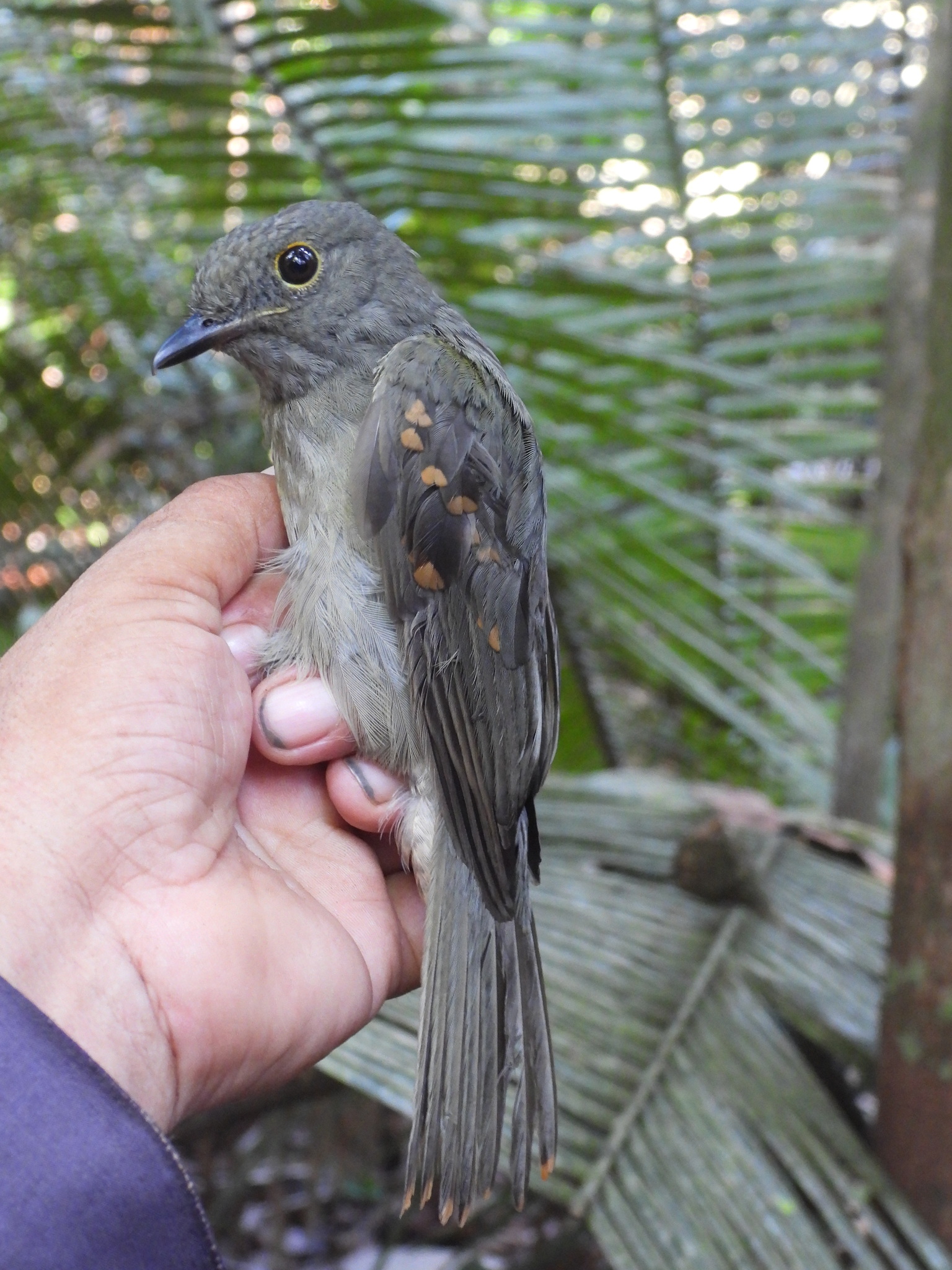 Cinereous Mourner (Laniocera hypopyrra), photo 4