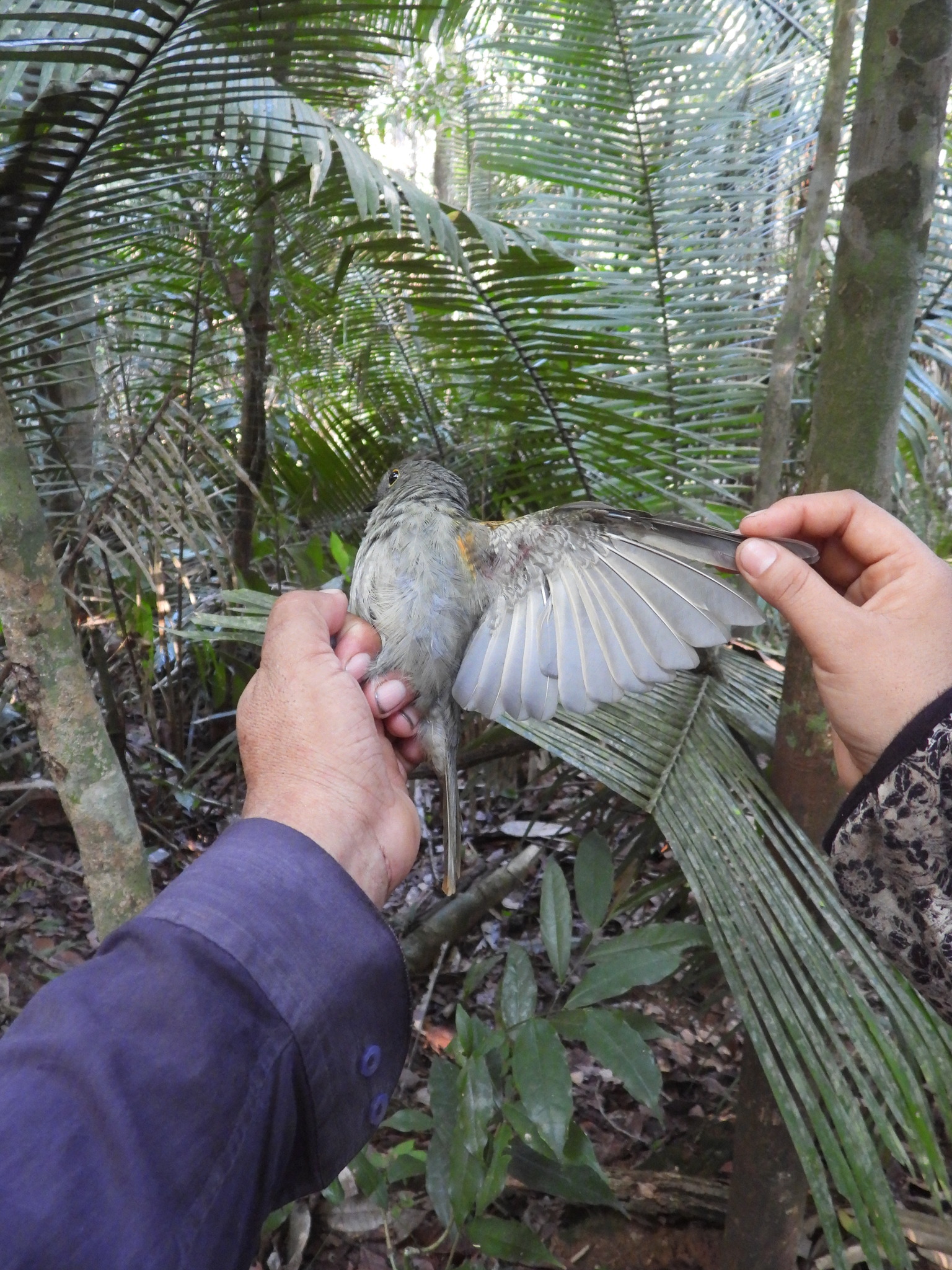 Cinereous Mourner (Laniocera hypopyrra), photo 5