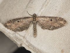 Eupithecia subapicata