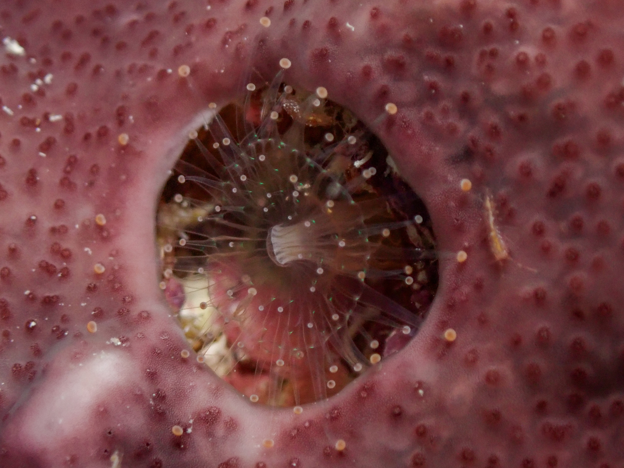 Pseudocorynactis caribbeorum Den Hartog, 1980