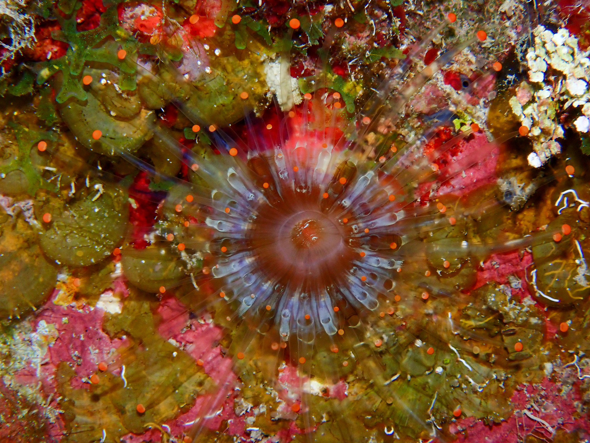 Pseudocorynactis caribbeorum Den Hartog, 1980
