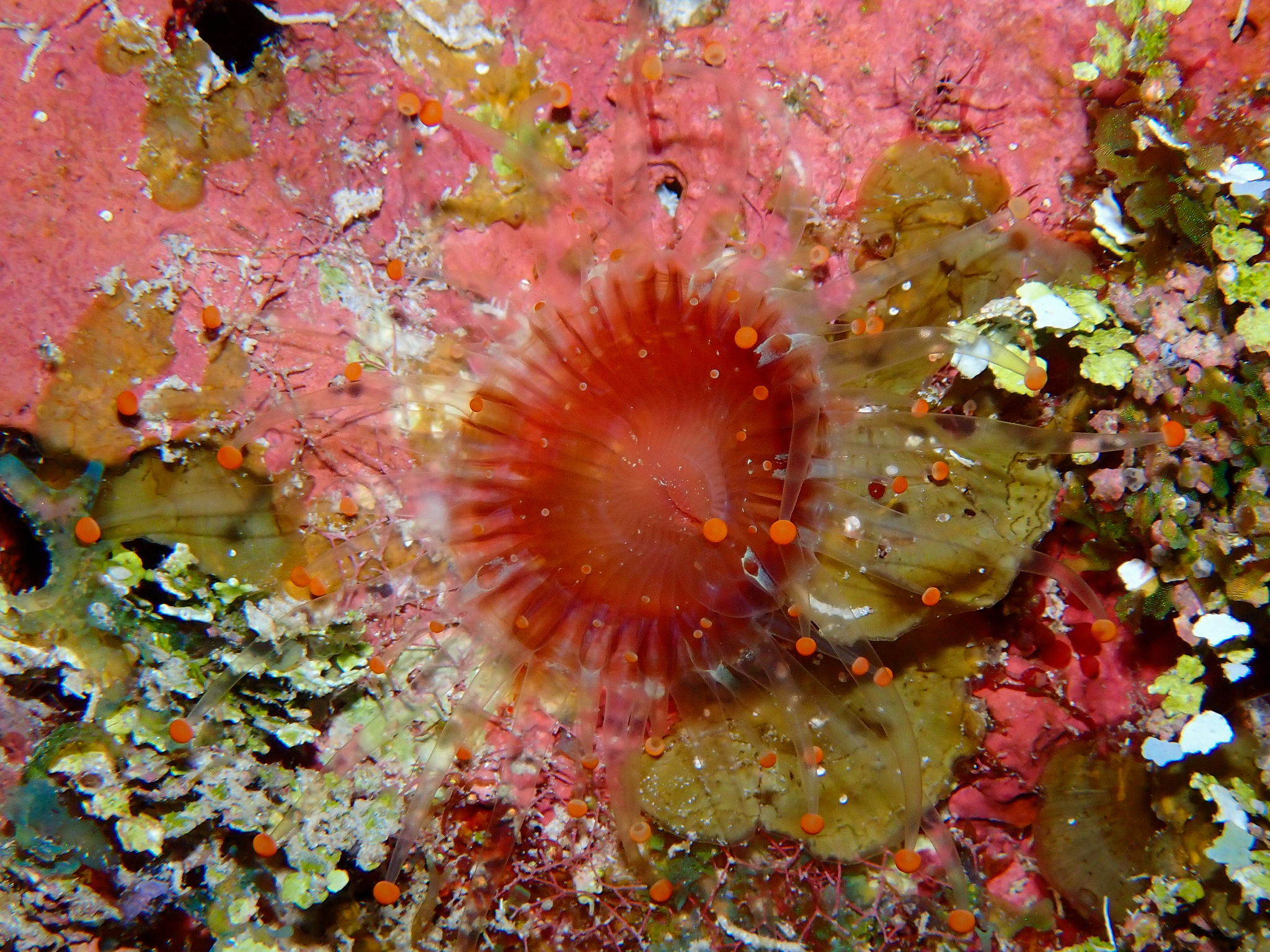 Pseudocorynactis caribbeorum Den Hartog, 1980