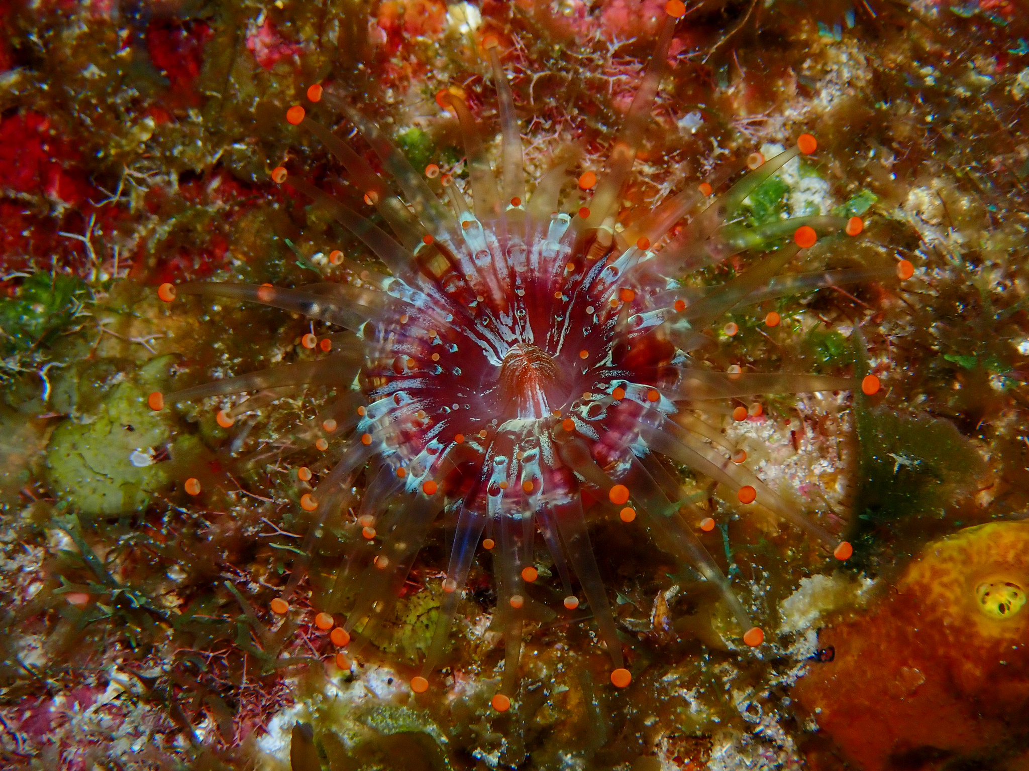 Pseudocorynactis caribbeorum Den Hartog, 1980
