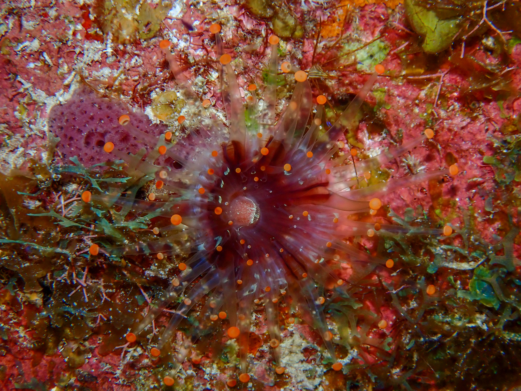 Pseudocorynactis caribbeorum Den Hartog, 1980