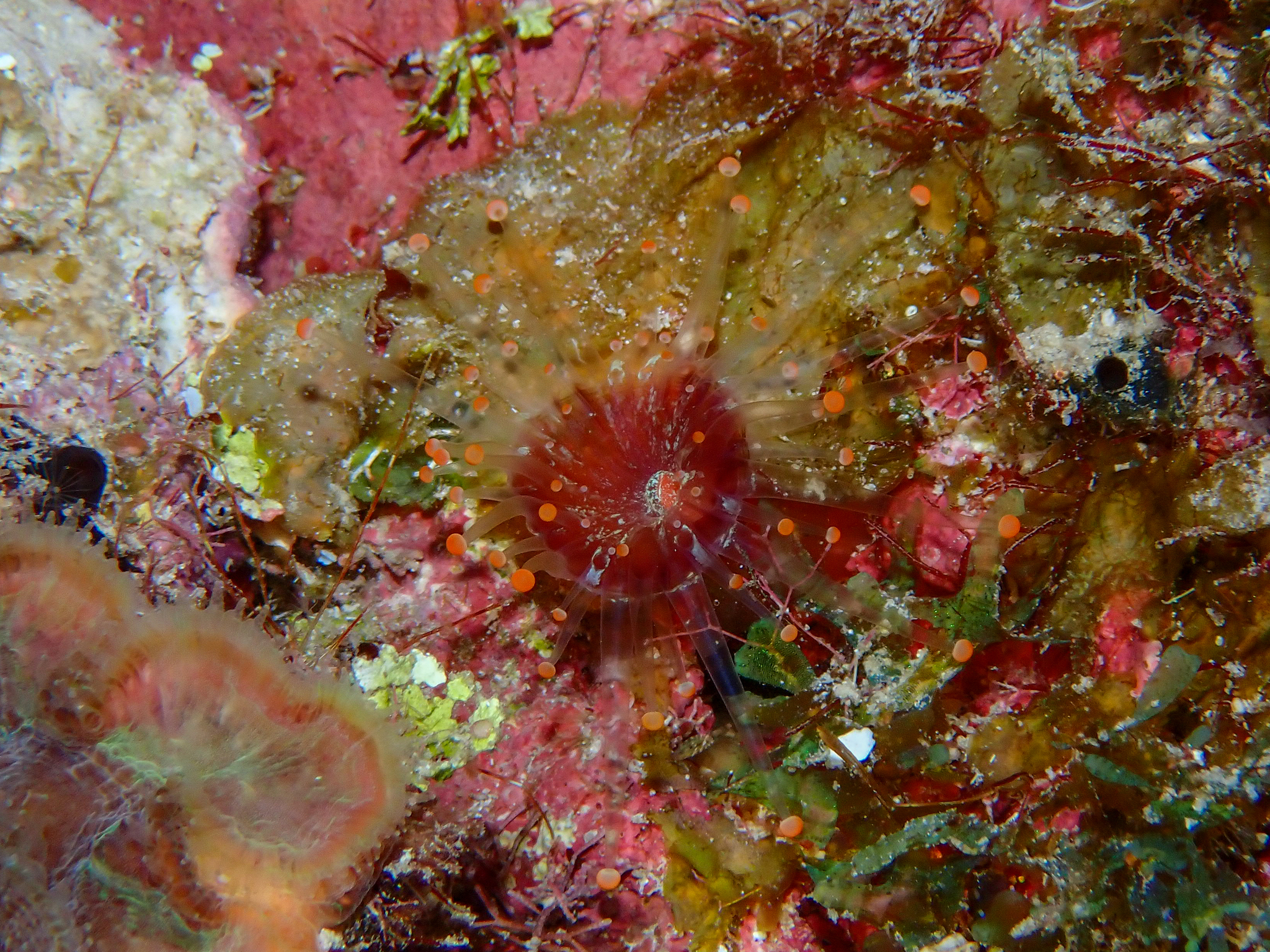 Pseudocorynactis caribbeorum Den Hartog, 1980