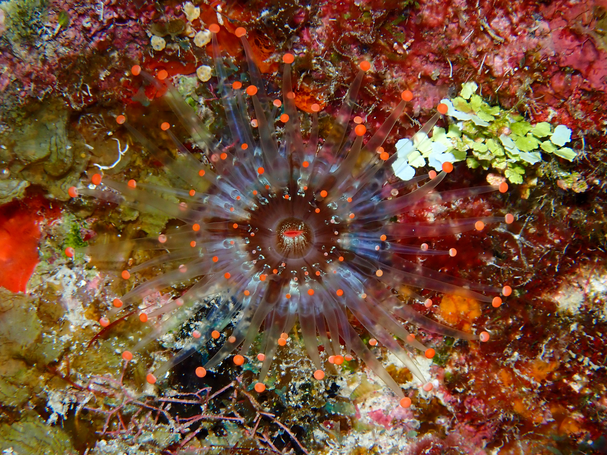 Pseudocorynactis caribbeorum Den Hartog, 1980