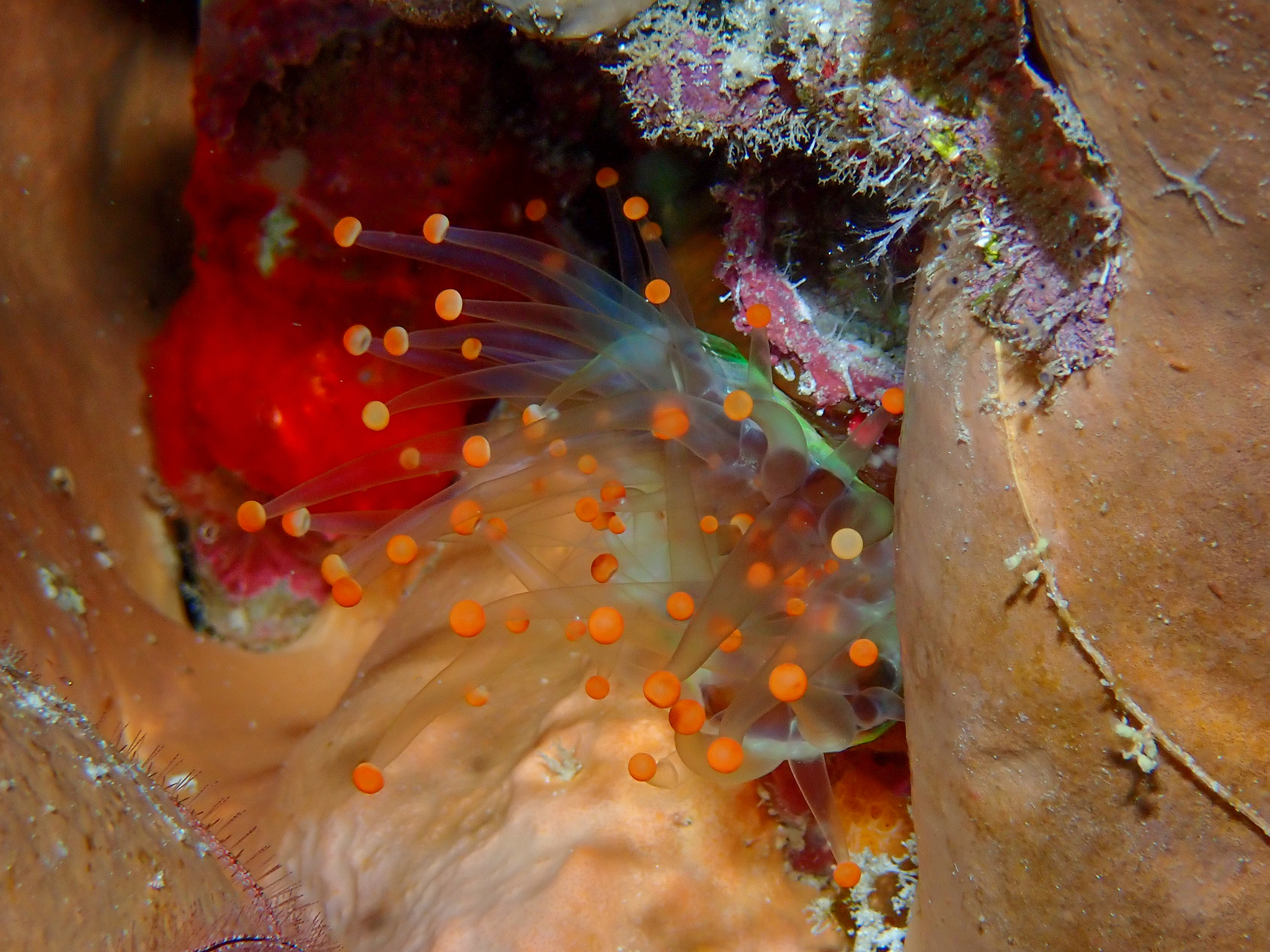 Pseudocorynactis caribbeorum Den Hartog, 1980