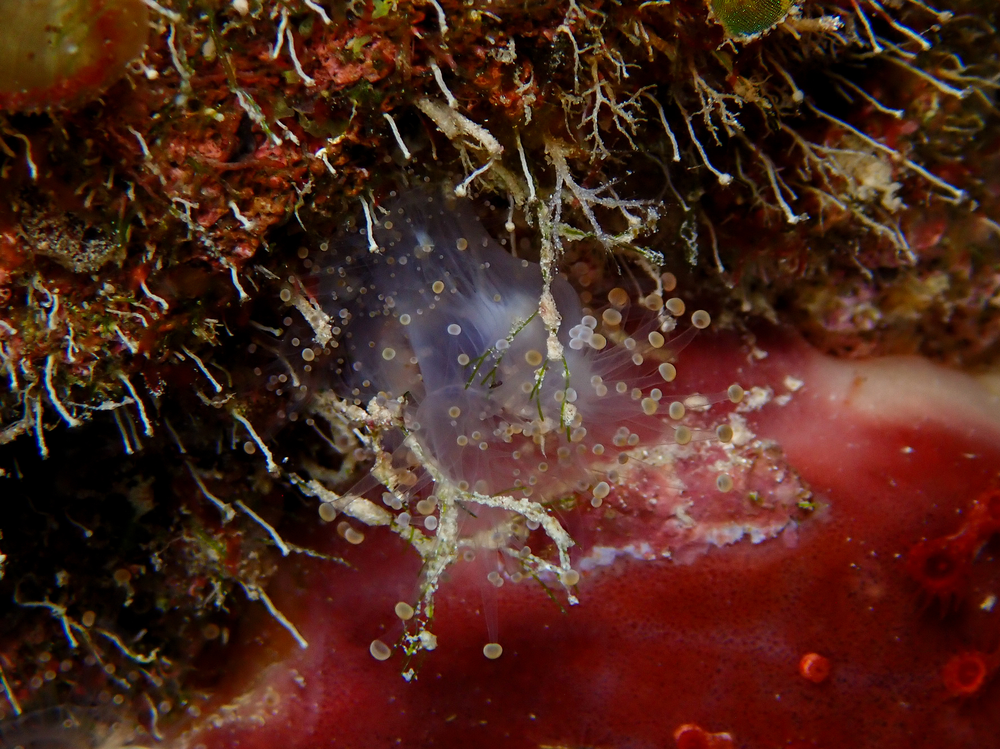 Pseudocorynactis caribbeorum Den Hartog, 1980