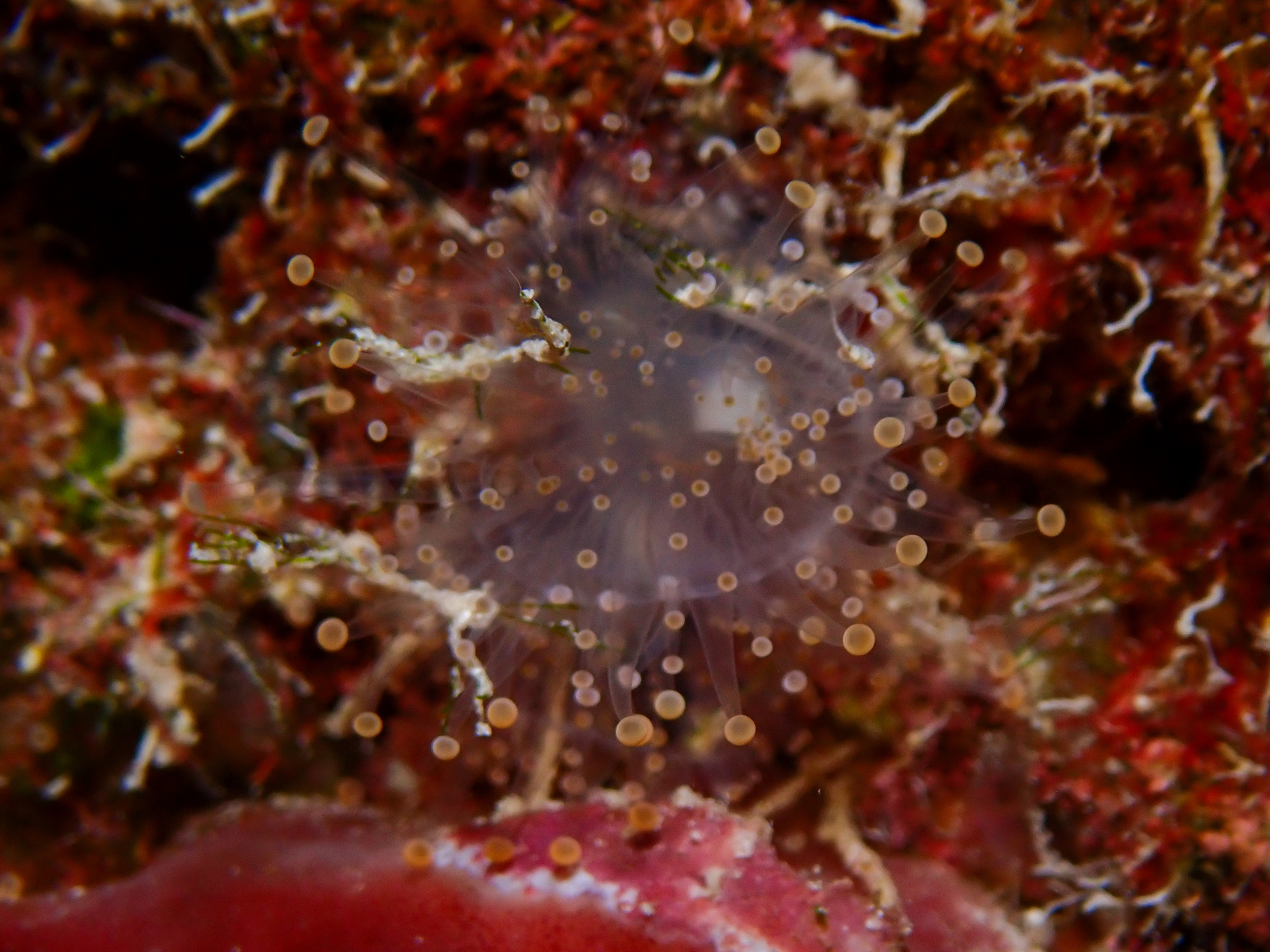 Pseudocorynactis caribbeorum Den Hartog, 1980