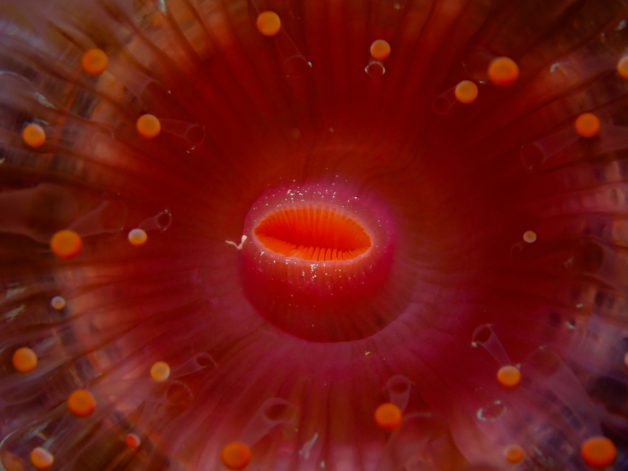 Pseudocorynactis caribbeorum Den Hartog, 1980