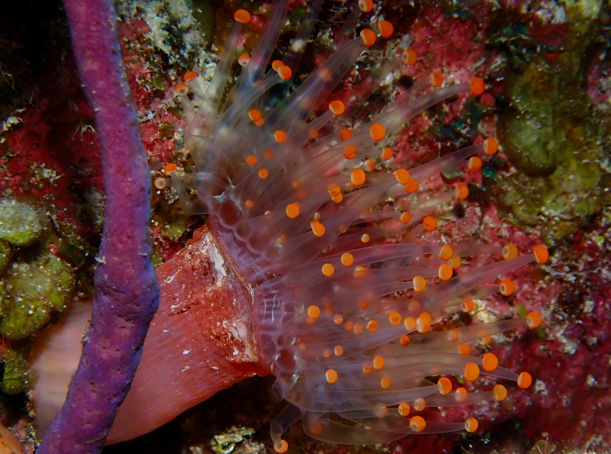 Pseudocorynactis caribbeorum Den Hartog, 1980