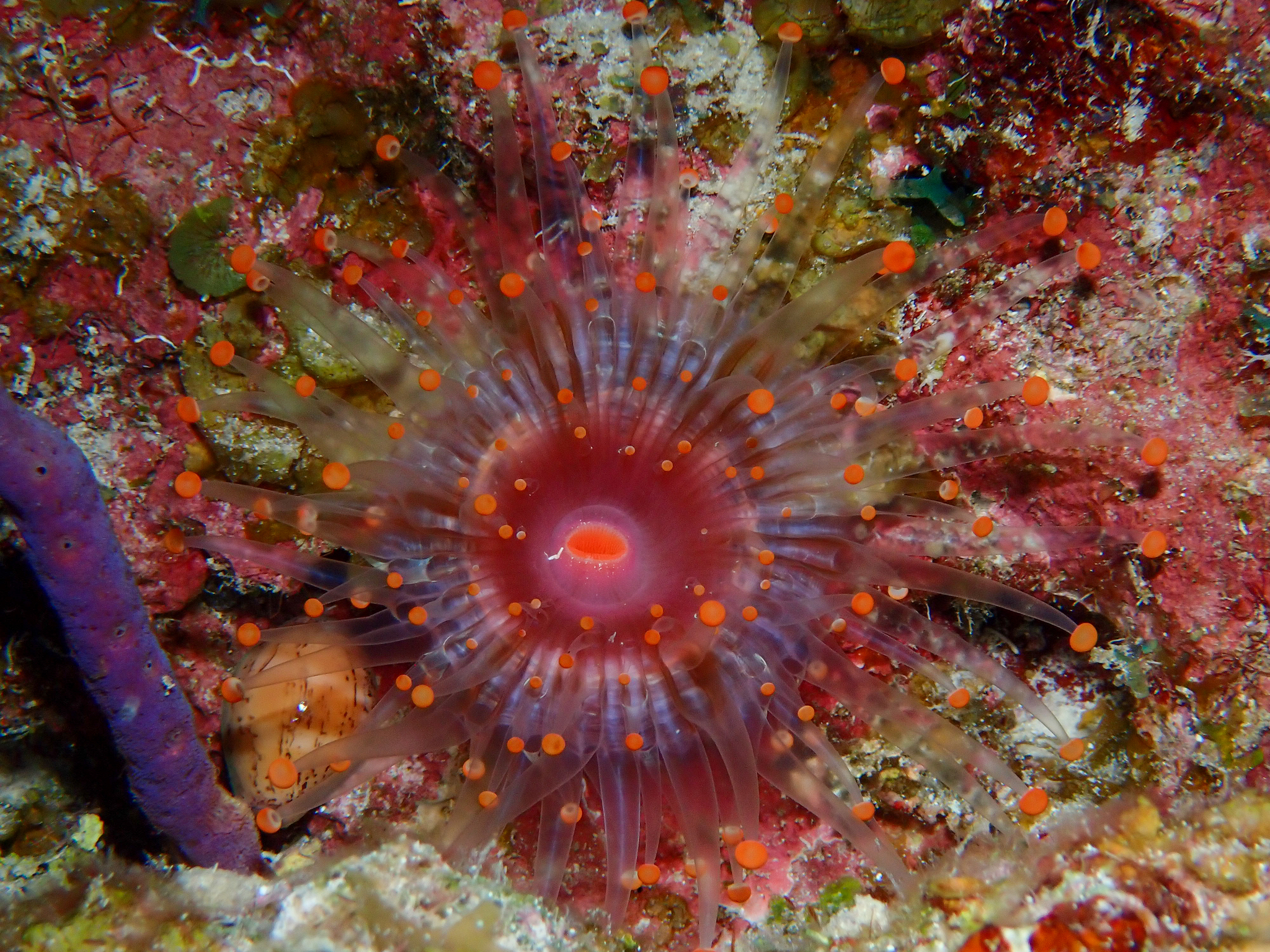 Pseudocorynactis caribbeorum Den Hartog, 1980