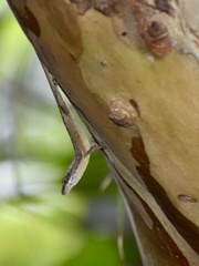 Anolis rejectus
