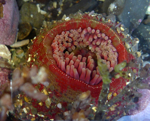 Painted Anemone, photo 3 of 7