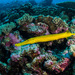 Pacific Trumpetfish - Photo (c) Karen Willshaw, some rights reserved (CC BY-NC), uploaded by Karen Willshaw