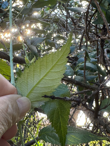 Rubus niveus observed 2026-02-20