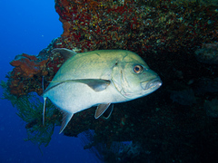 Caranx lugubris