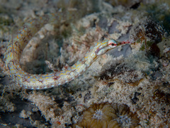 Corythoichthys benedetto