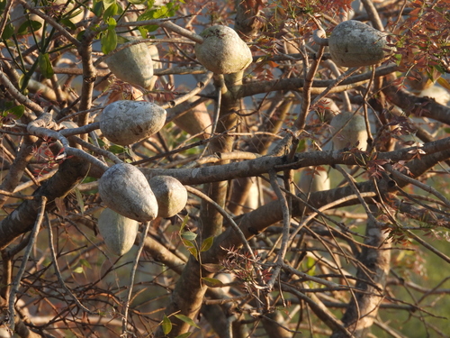 Pacific Coast Mahogany (Swietenia humilis)