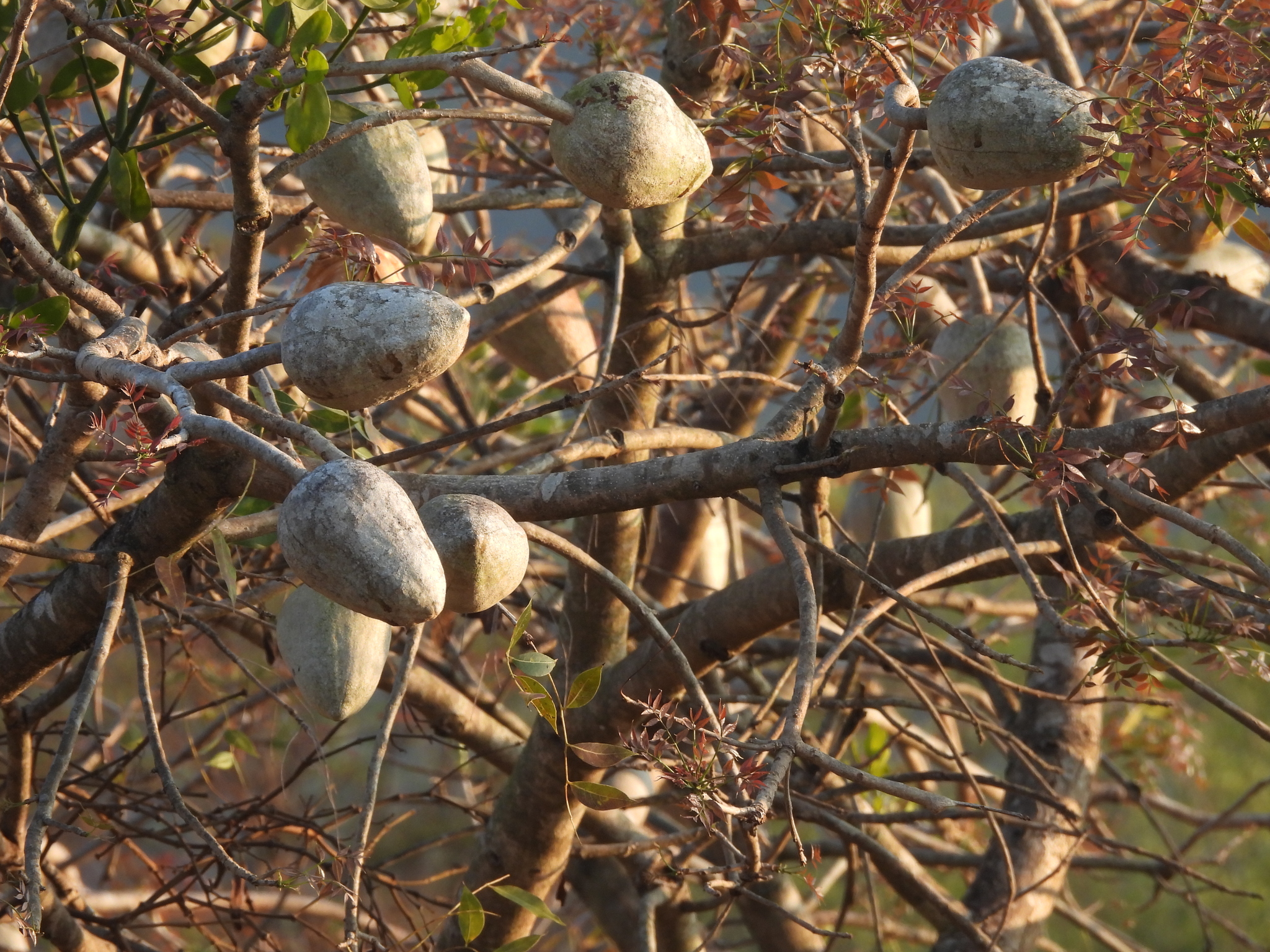 Pacific Coast Mahogany (Swietenia humilis)