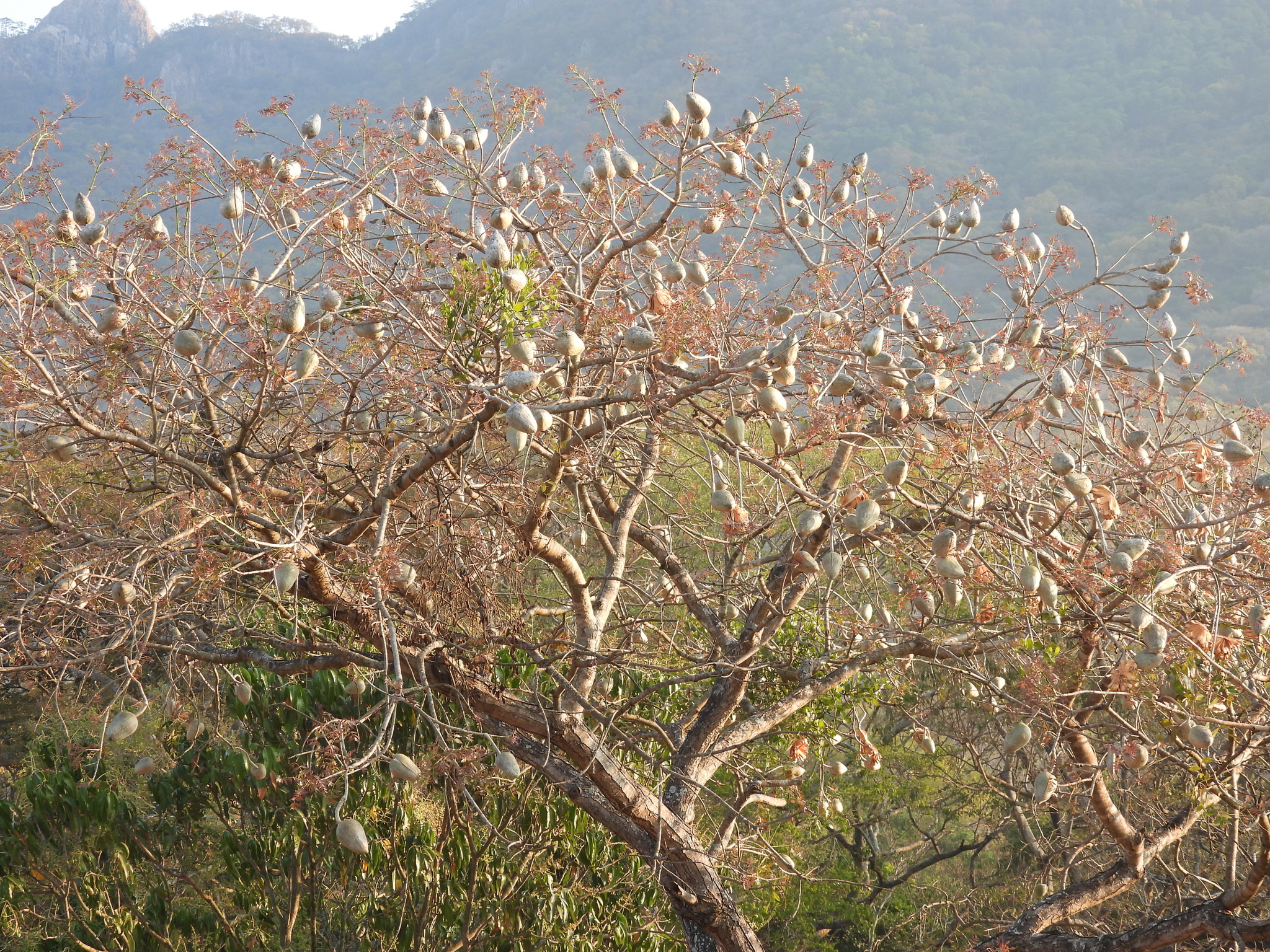 Imagem de Swietenia humilis