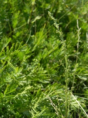 Artemisia latifolia