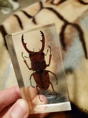 Prosopocoilus astacoides