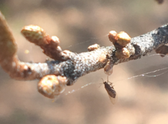 Bactericera shepherdiae