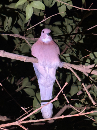 Laughing Dove