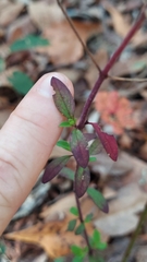 Trichostema fruticosum