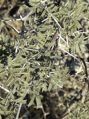 Vachellia schaffneri