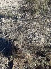 Vachellia schaffneri