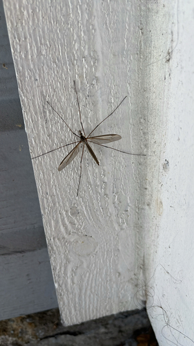 Unknown species found near Corte Segundo, Oceanside, CA, US