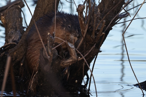Muskrat