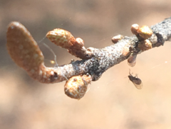 Bactericera shepherdiae