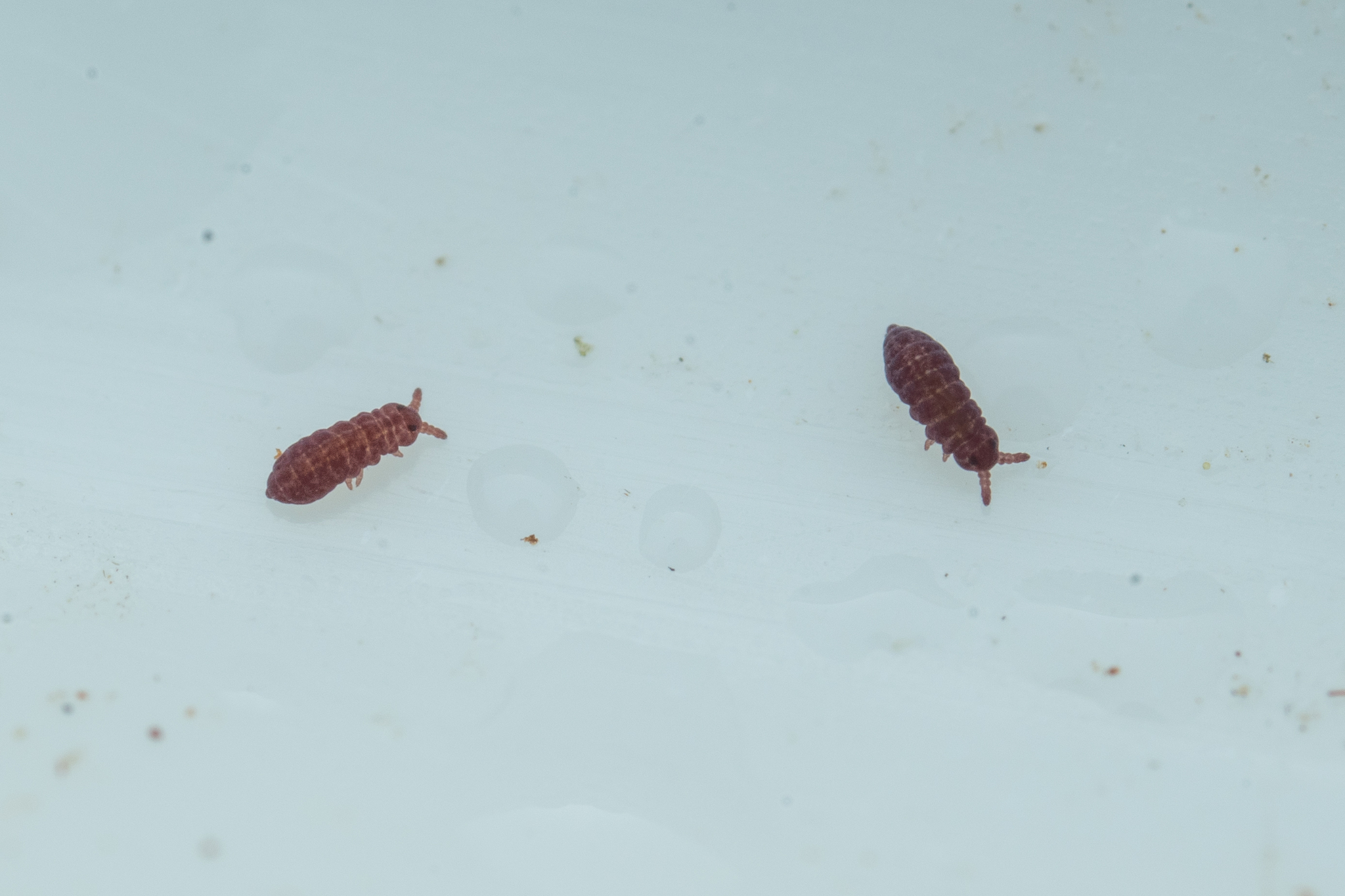 Brachystomella parvula (Schäffer, 1896)