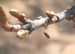 Bactericera shepherdiae