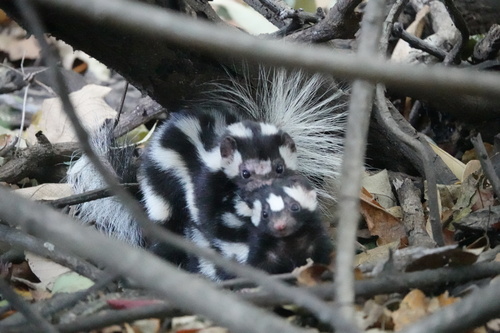 Southern Spotted Skunk observed by bruce