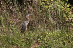 Ardea purpurea madagascariensis