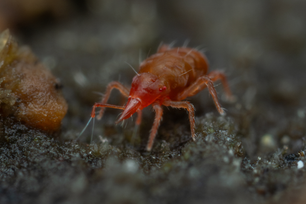 Bdella longicornis