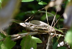 Anolis rejectus