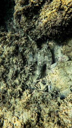 Ogcocephalus vespertilio