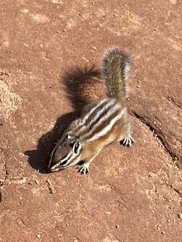 Uinta Chipmunk observed by alisong26