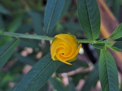 Ludwigia bonariensis, photograph (c) Rocío Esmeralda Pose, some rights reserved (CC BY)