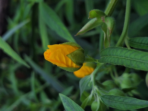 Ludwigia bonariensis, photograph 3