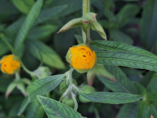 Ludwigia bonariensis, photograph 4